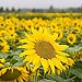 Sonnenblumen - Symbol für Grüne Energie